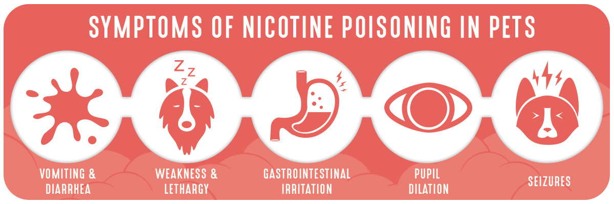 Symptoms of nicotine poisoning in pets